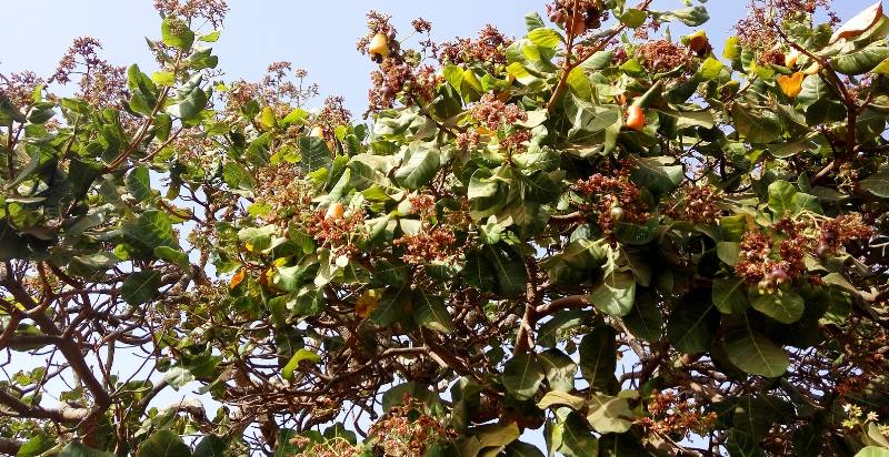 Flowing Cashew Tree