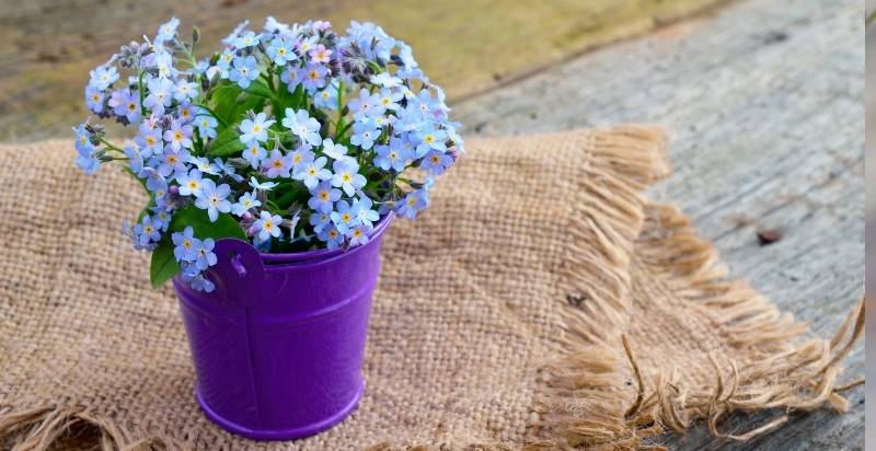 Forget-Me-Nots In Pot