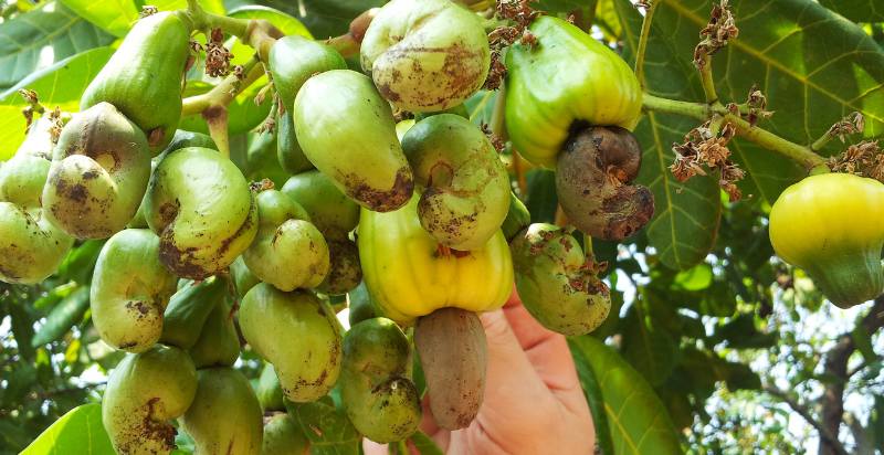 Growing Cashews