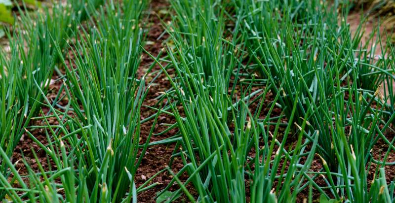 Growing Chives