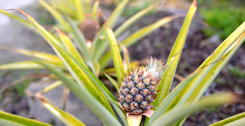 Growing Pineapple
