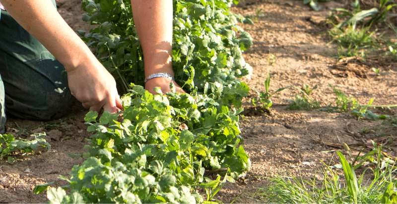 Harvesting Cilantro