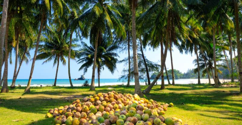Harvesrting Coconut