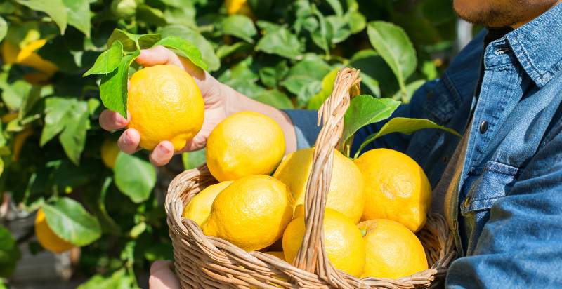 harvesting lemons