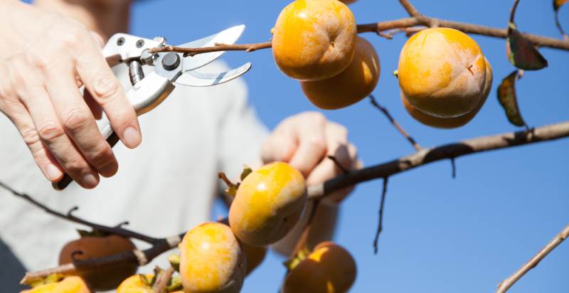 Harvesting Persimmon