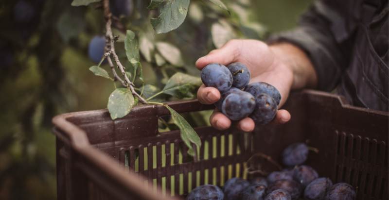 Harvesting Plum