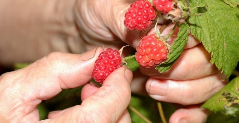 Harvesting Raspberry
