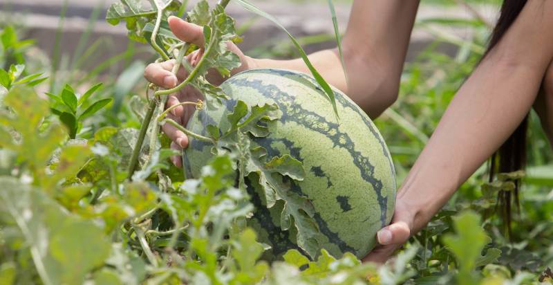 watermelon harvesting