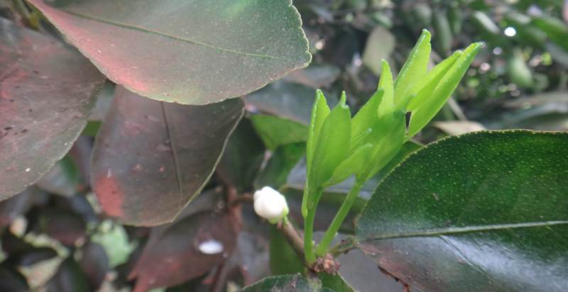 lemon plant sprout