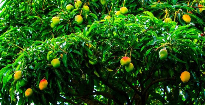 Mango on Tree