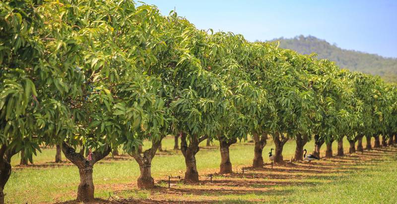 Mango Trees: Growing and Maintaining a Mango Tree - Gardeners' Magazine