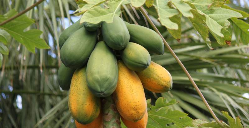 Read to Harvest Papaya Tree