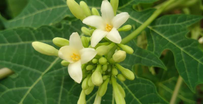 Papaya Tree Flower