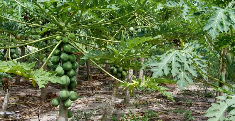 Papaya Tree Plantation