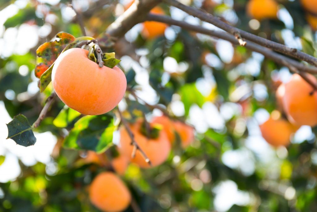 Persimmon Tree How to Grow and Care for Your Persimmon Plant