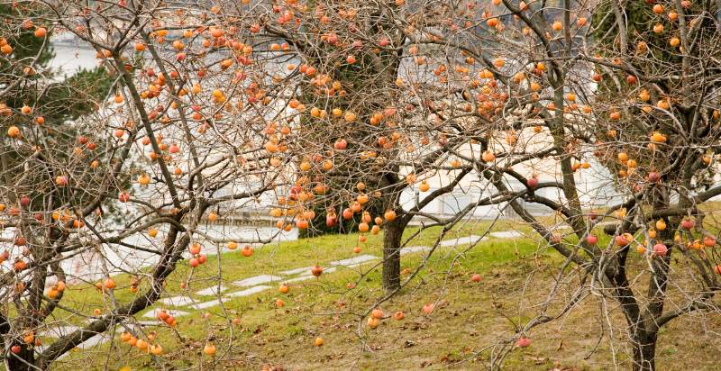 Persimmon Trees Field