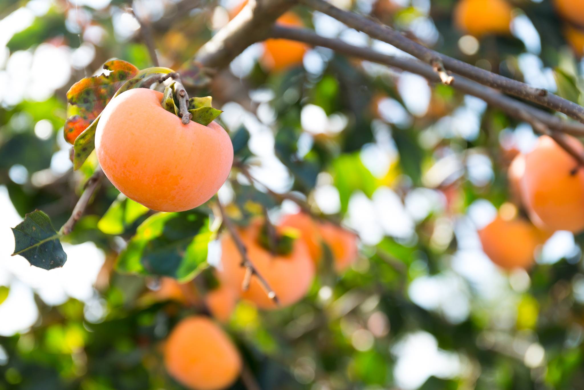 Persimmon Trees