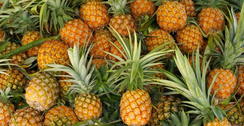 Pineapple Harvesting