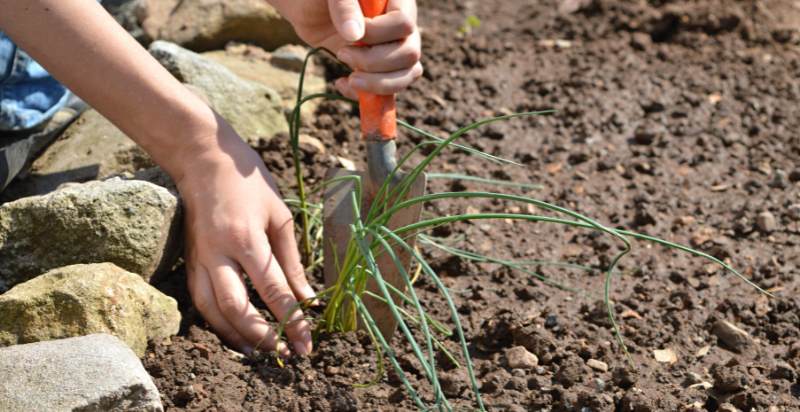 Planting Chives