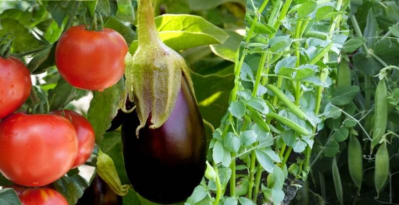 plants in a potager garden