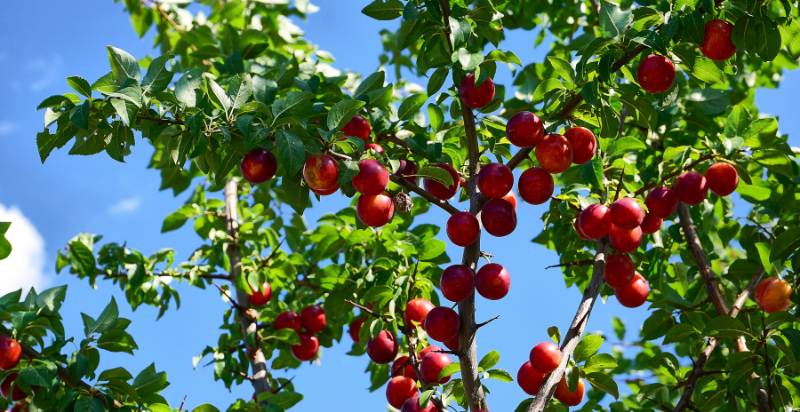 Plum Fruit