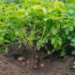 potato plant