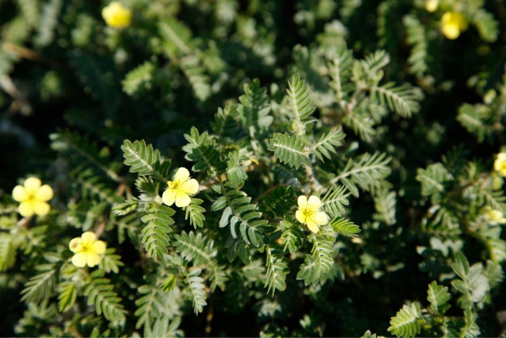 Goat Head Weed Control: Preventing Puncturevine - Gardeners' Magazine