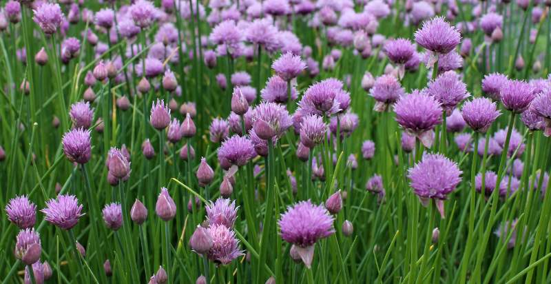 Ready To Harvest Chives