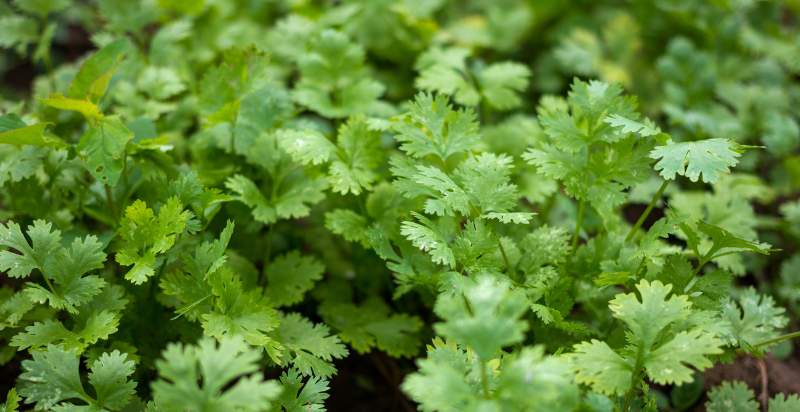 Cilantro Plant