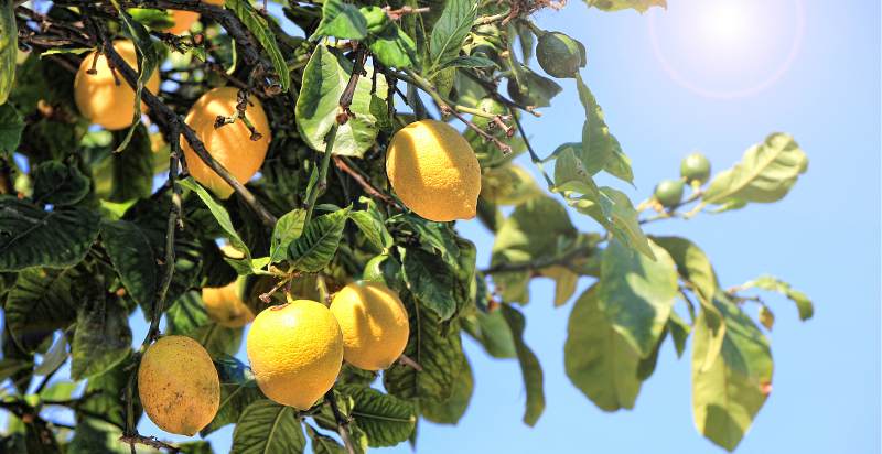 ready to harvest lemons