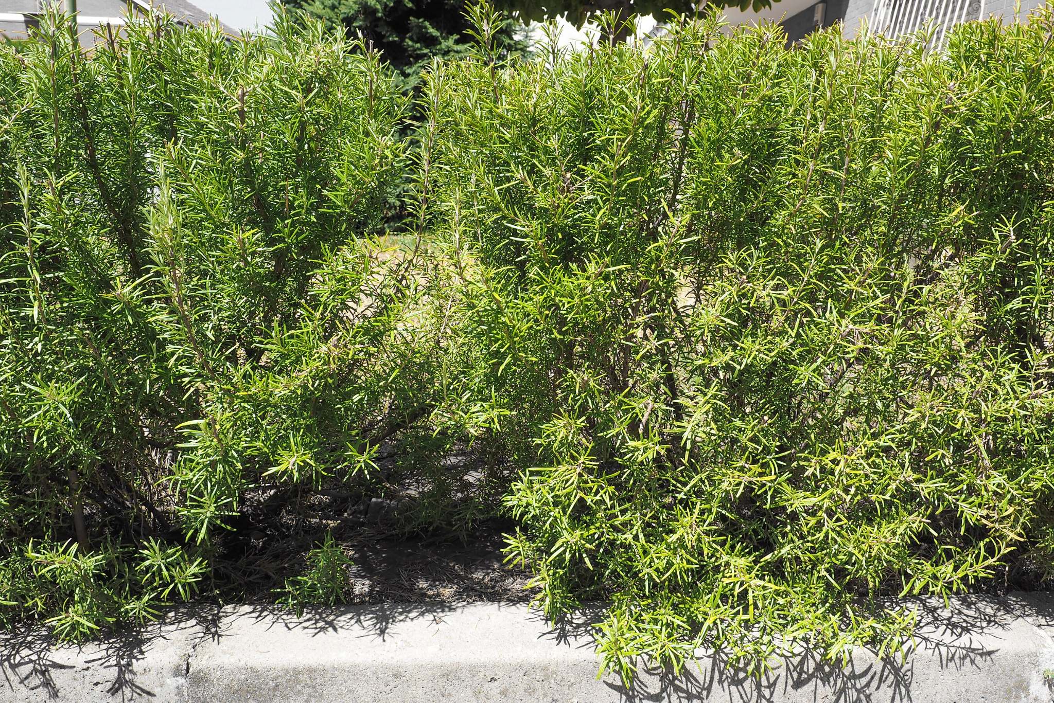 rosemary plant