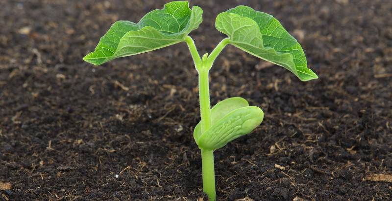 small beans plant