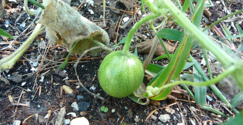 small watermelon