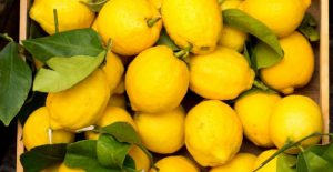 Lemon Trees: Types and How to Grow and Care for Lemon Plants ...