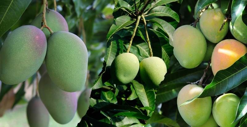Types Of Mango