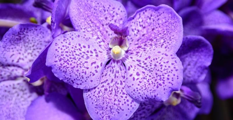 Vanda Purple Orchids