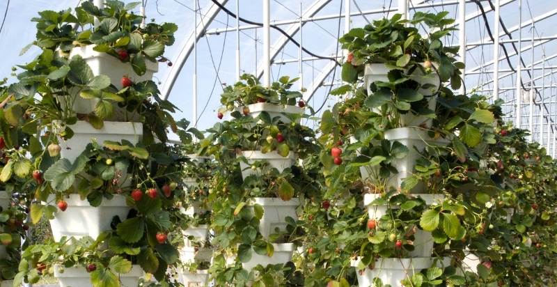 Vertical Hydroponic Strawberries