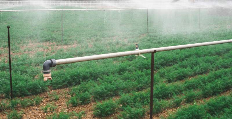 Watering Dill Plants