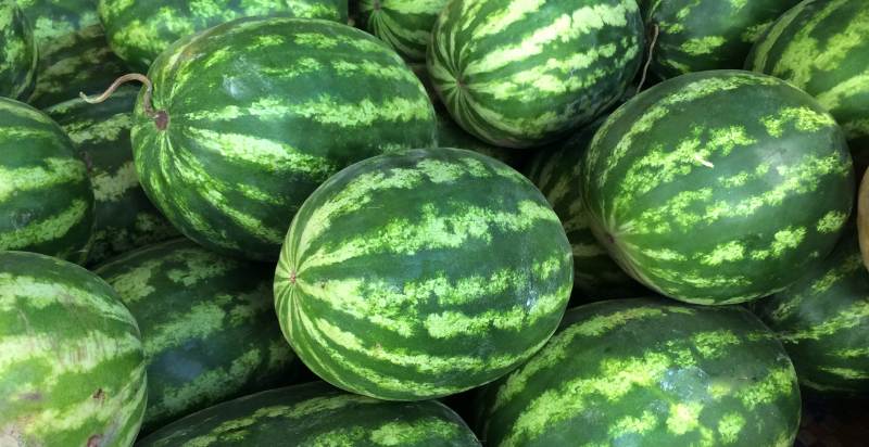 watermelons