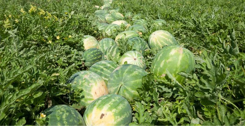 watermelon plant in the field