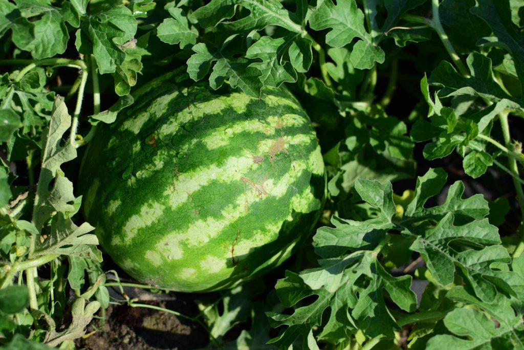 Watermelon Plant How to Grow and Care for Watermelon Vine Gardeners
