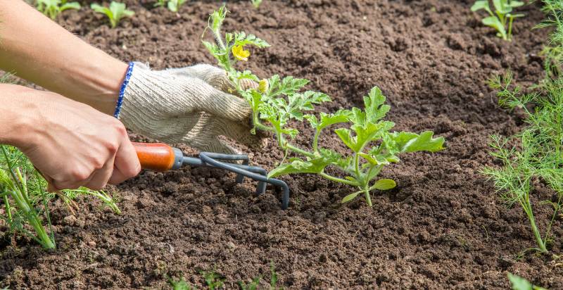 Watermelon Plant: How to Grow and Care for Watermelon Vine - Gardeners ...