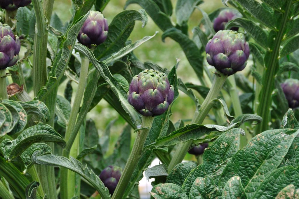 What Are Artichokes? How to Plant, Grow, and Harvest Artichokes