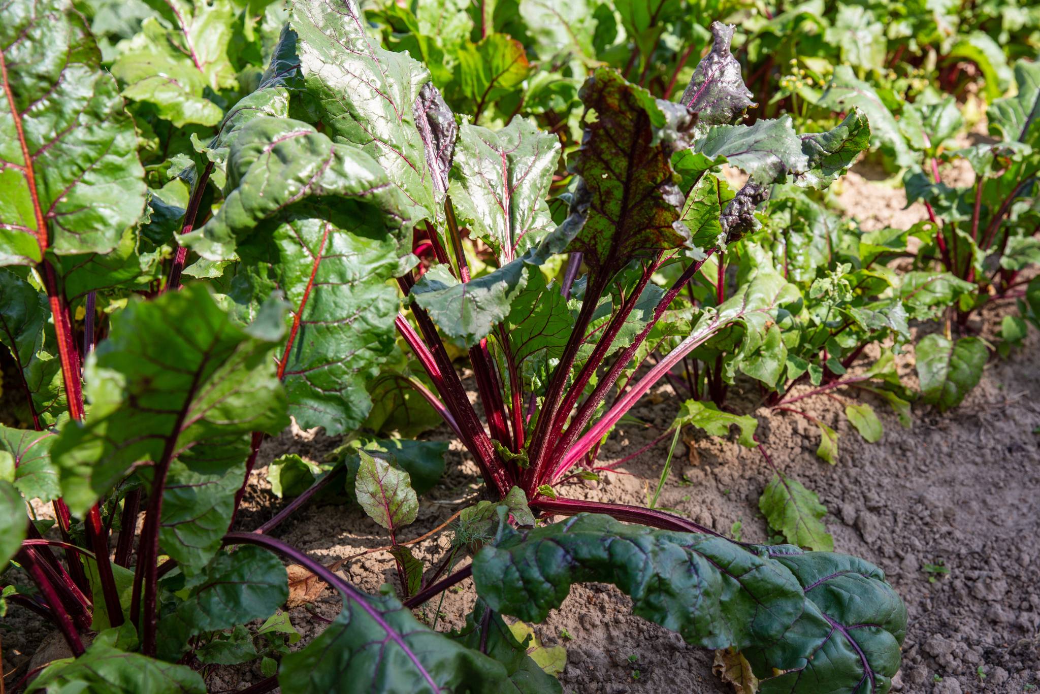 beetroot plant