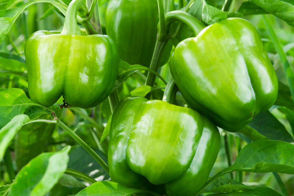 bell pepper plant