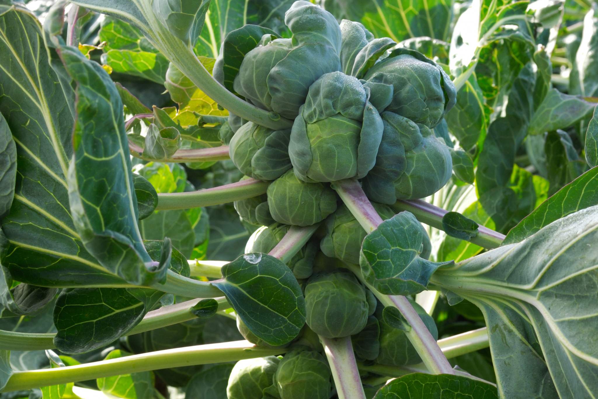 brussels sprouts plant