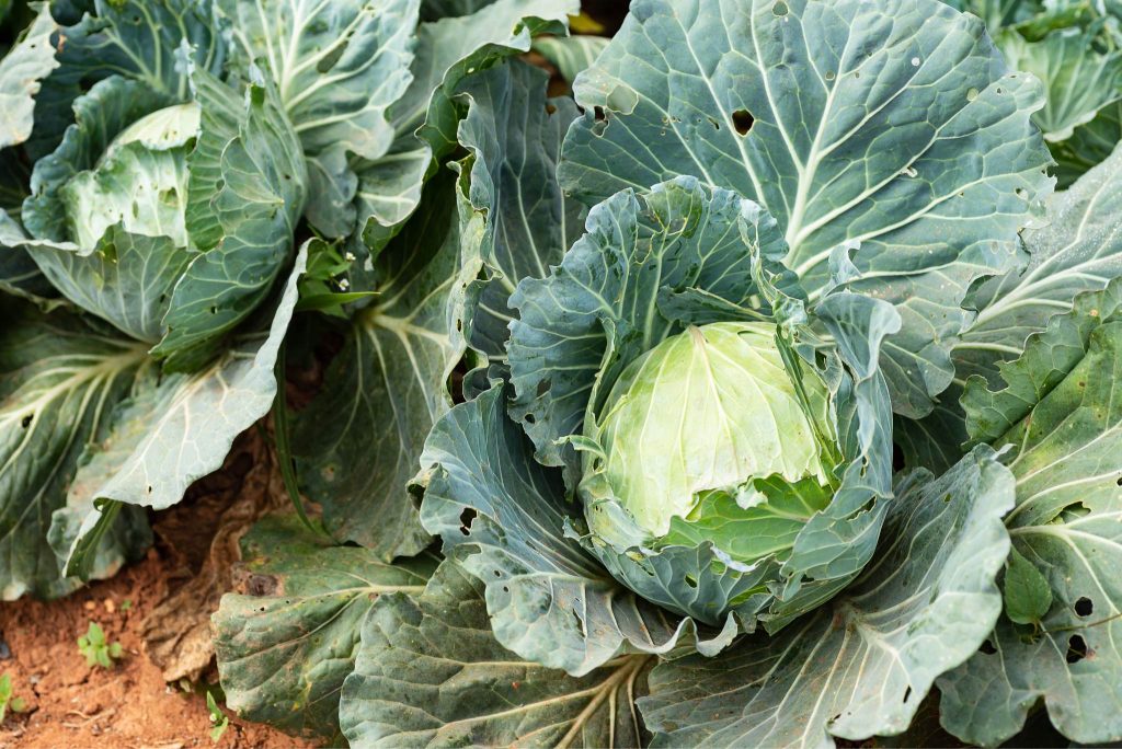 What is Cabbage? How to Plant, Grow, and Harvest Cabbage Gardeners