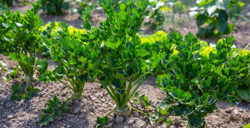 What is Celery? How to Plant, Grow, and Harvest Celery - Gardeners ...