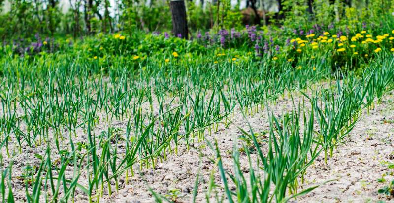 care for garlic plant