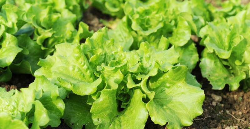 care for lettuce plant